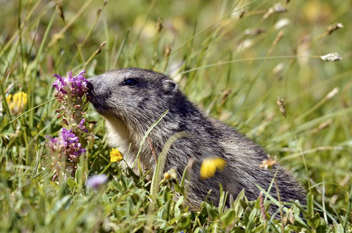 Habitat das Marmotas