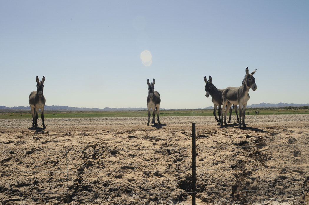 Habitat do Burro