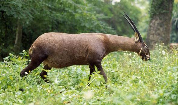 Habitat do Saola no Meio do Mato 