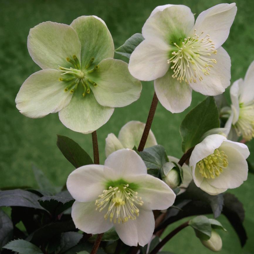 Helleborus