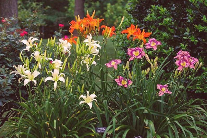 Hemerocallis no Jardim 