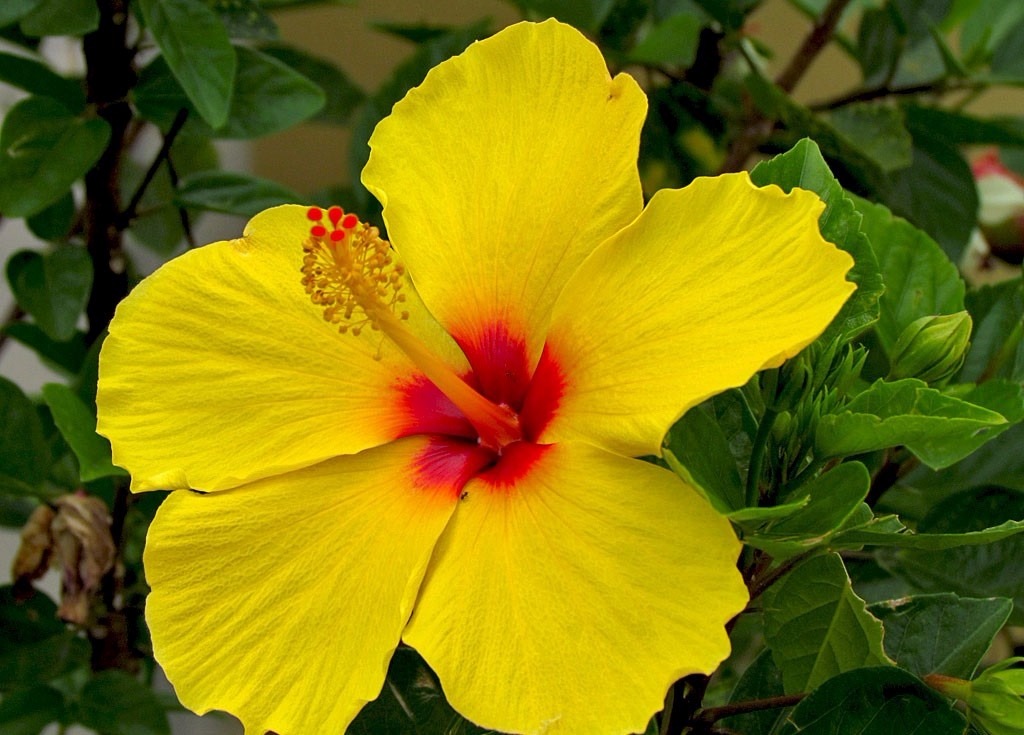 Hibisco Amarelo 