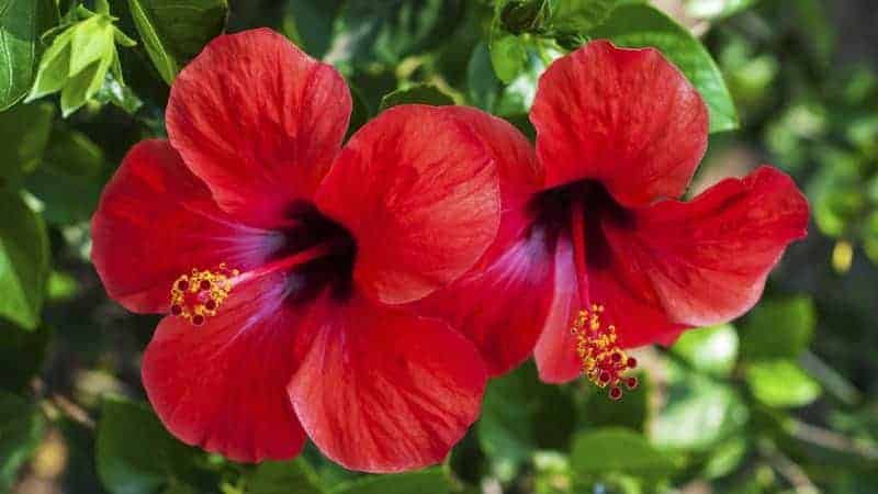 Hibisco Vermelho 