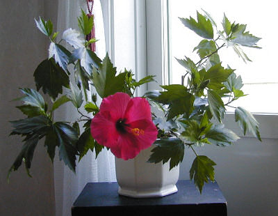 Como Plantar Hibisco em Vaso em Apartamento? | Mundo Ecologia