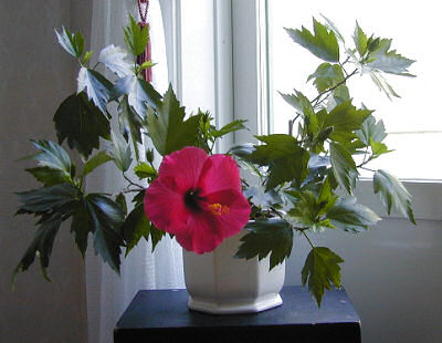 Como Plantar Hibisco em Vaso em Apartamento?