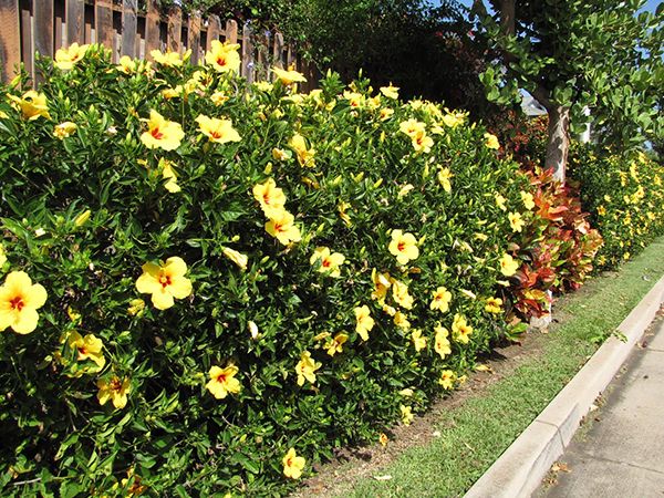 Hibisco na Cerca