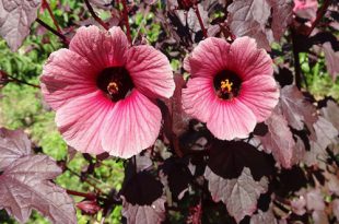 Hibiscus Acetosella