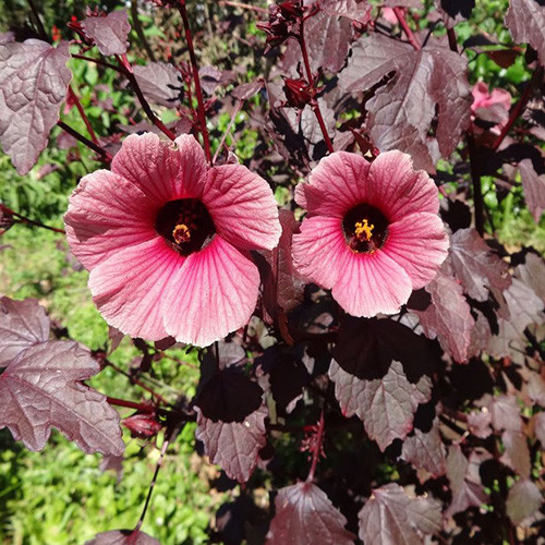 Hibiscus Acetosella