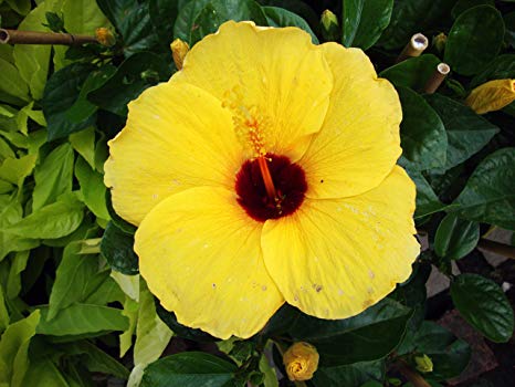 Hibiscus Brackenridgei