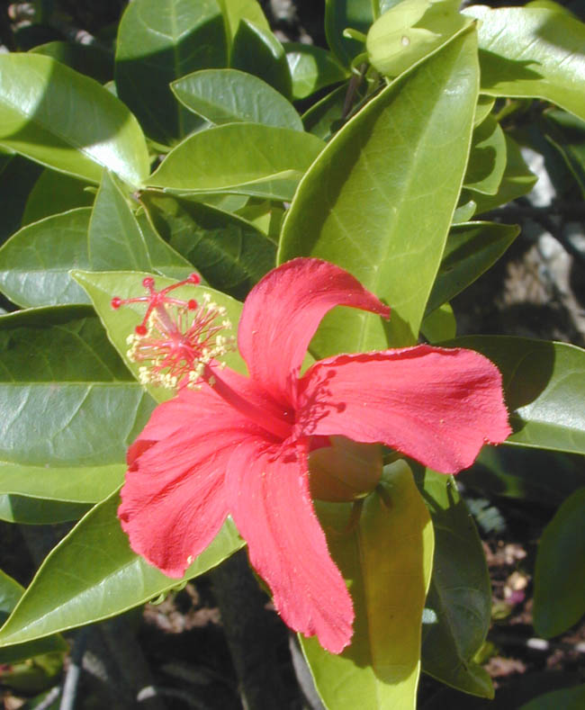 Hibiscus Clayi