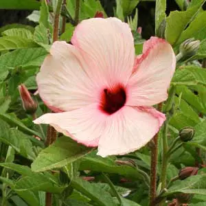 Hibiscus Heterophyllus Rosa 