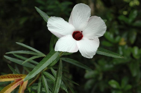 Hibiscus Heterophyllus