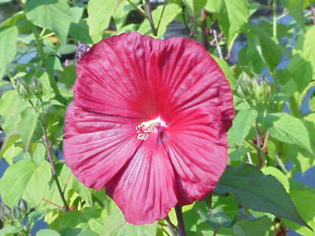 Hibiscus Moscheutos