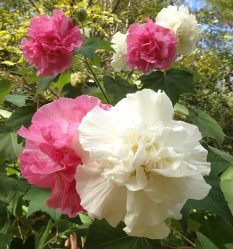 Hibiscus Mutabilis