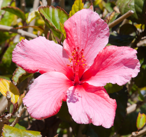 Hibiscus Rosa-Sinensis