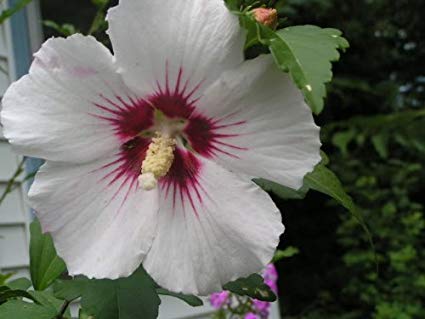 Hibiscus Syriacus