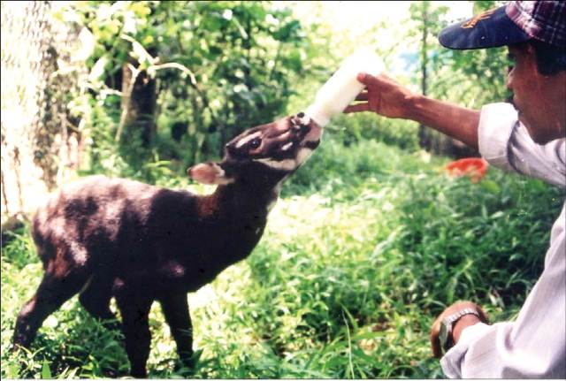 Homem Alimentando uma Saola