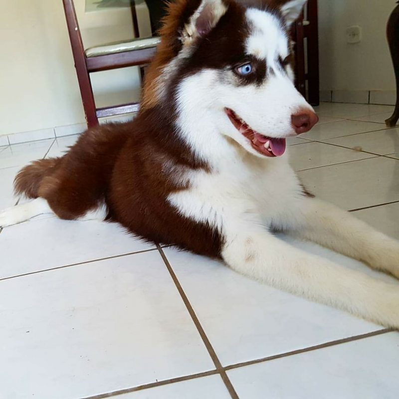 Husky Siberiano em Apartamento 