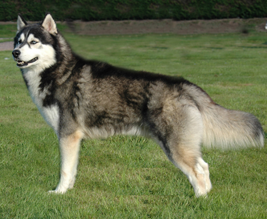 Husky Siberiano na Grama 