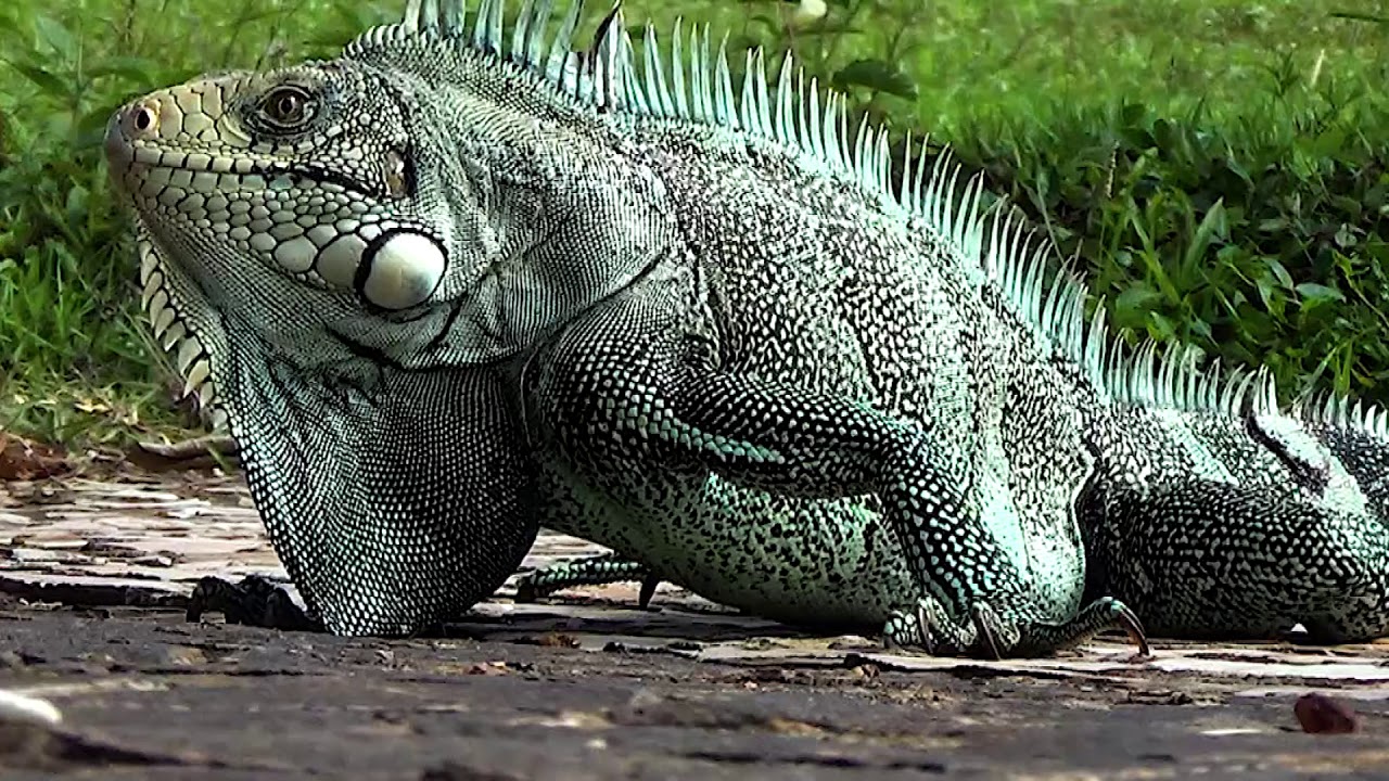 Iguana-da-Grande-Caimão