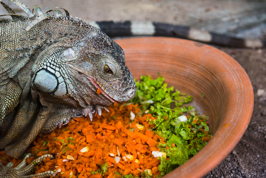 Iguana se Alimentando 