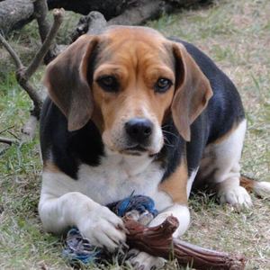 Inteligência do Cachorro Beagle