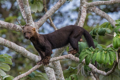 Quais São os Predadores da Irara e Seus Inimigos Naturais?