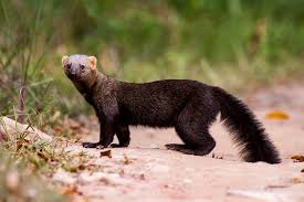 Irara da Amazônia É Mamífero? Qual Seu Reino, Classe e Filo?
