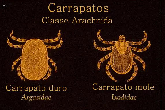 Ixodidae e Argasidae
