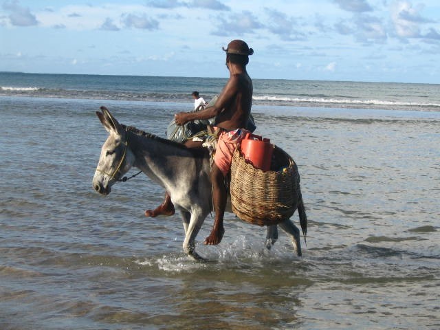 Jegue de Transporte