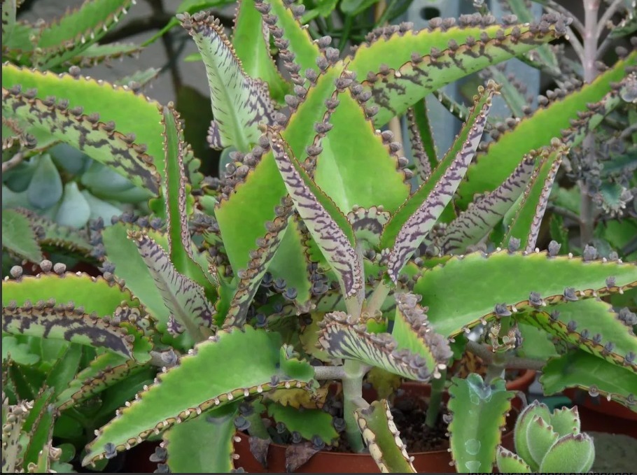 Kalanchoe Daigremontiana