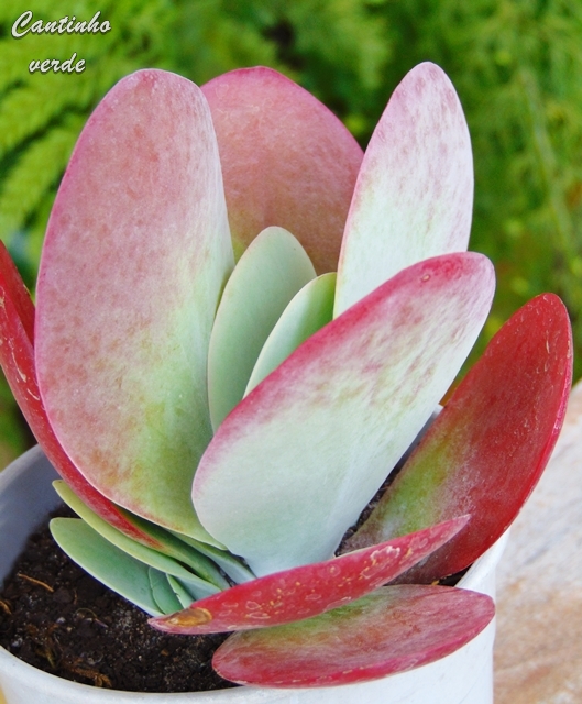 Kalanchoe Thyrsiflora