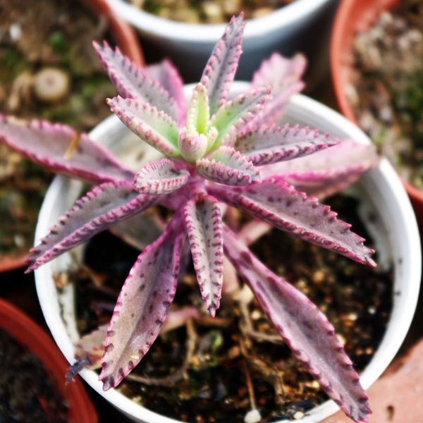 Kalanchoe no Vaso