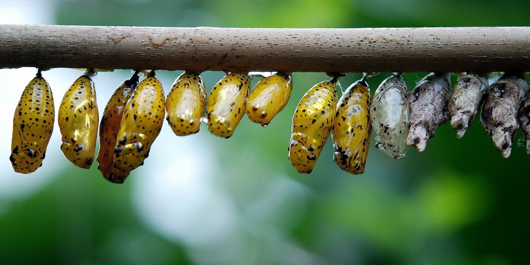 Como a Lagarta se Transforma em uma Borboleta? Mundo Ecologia