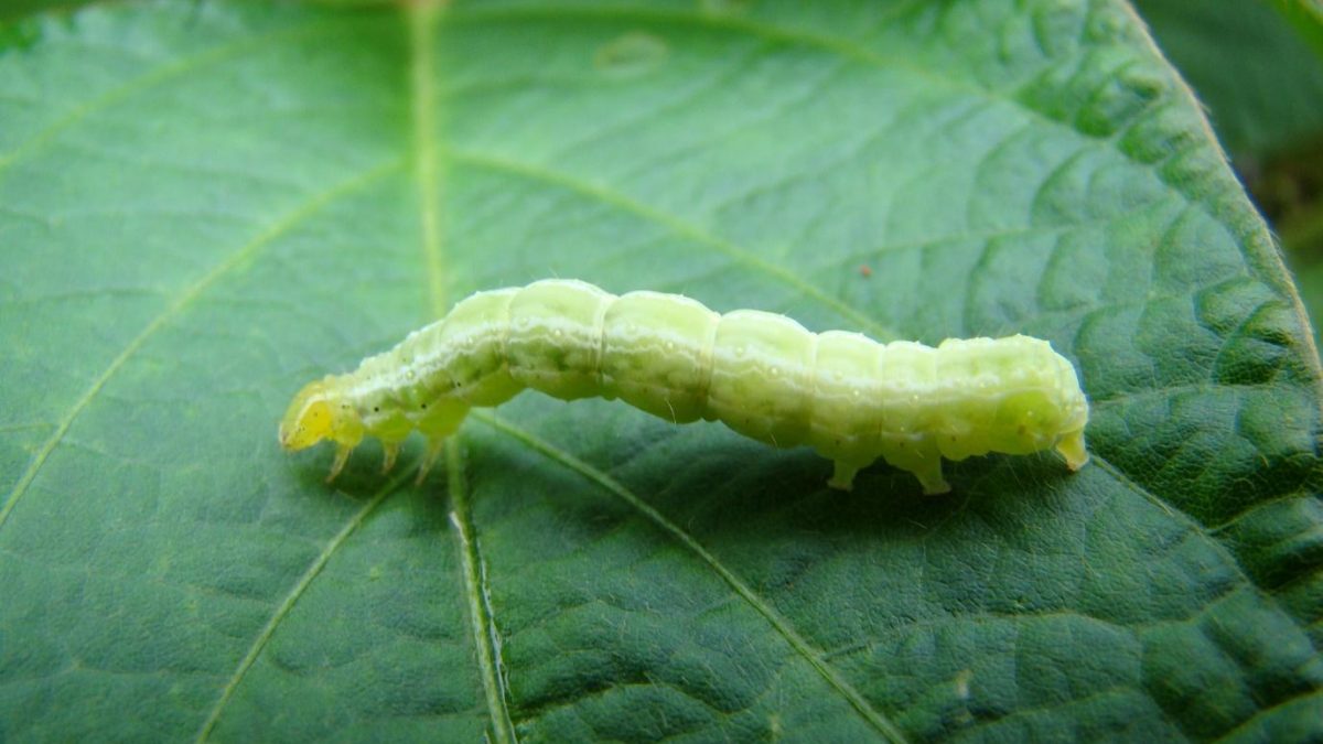 Lagarta na Planta 