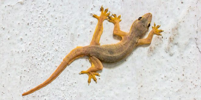Historia da Lagartixa e Origem do Animal | Mundo Ecologia