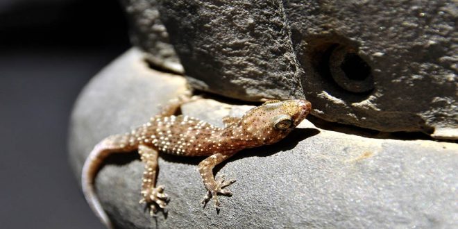 Existe Lagartixa Venenosa? Alguma Delas E Perigosa? | Mundo Ecologia