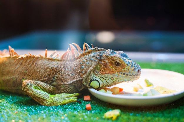 Lagartixa Comendo Legumes 