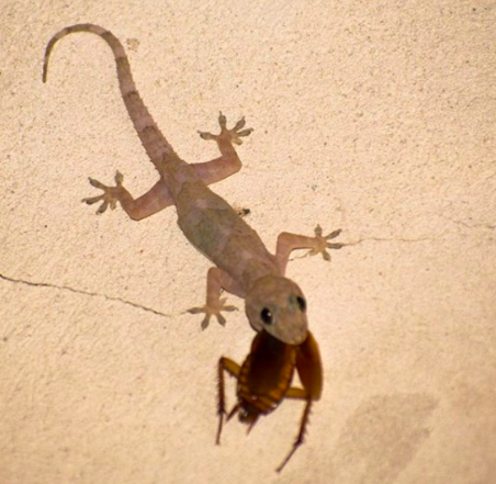 Lagartixa Comendo 