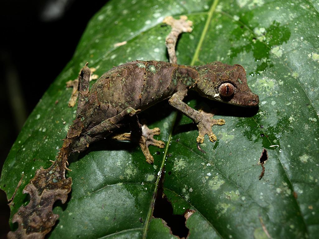 Lagartixa De Cauda Folha 