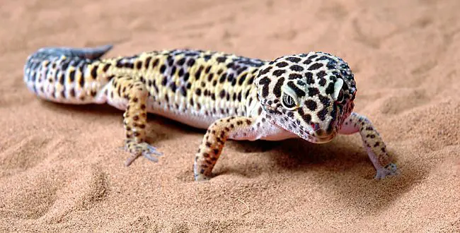 Lagartixa Leopardo