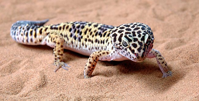 Lagartixa Leopardo