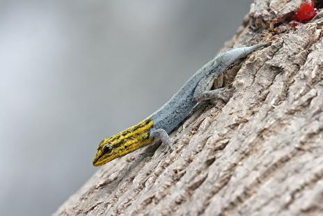 Lagartixa da Cabeça Amarela