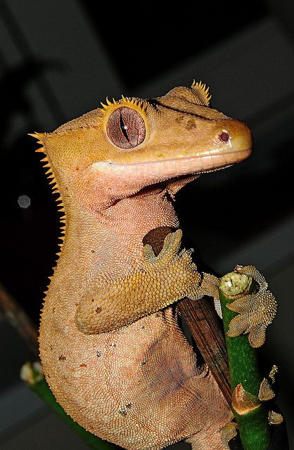 Lagartixa-de-Crista