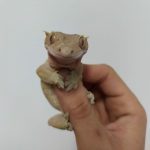 Lagartixa na Mão da Dona