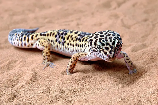 Lagartixas-Leopardo