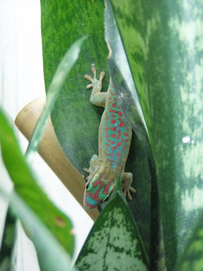 Lagartixas de Cauda Azul na Folha 