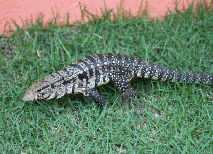 Lagarto na Grama 