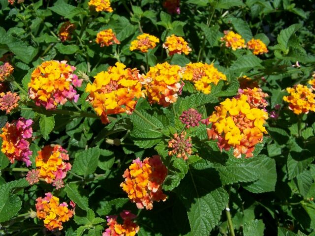 Lantana