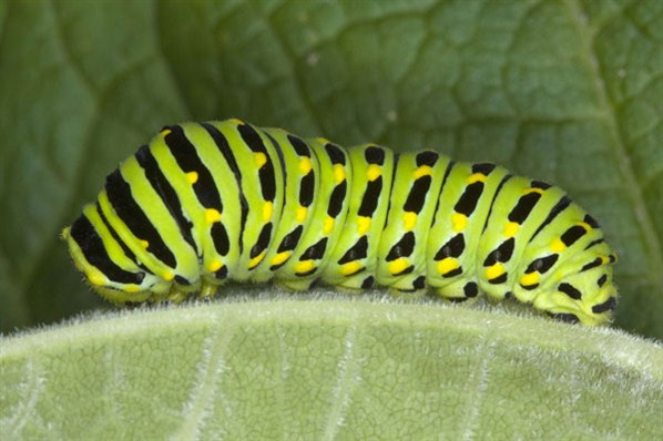 Larva de Borboleta